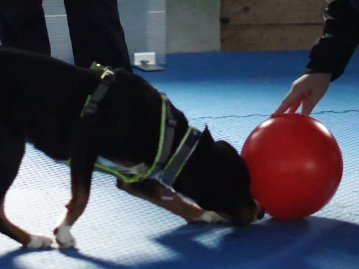 Treibball
