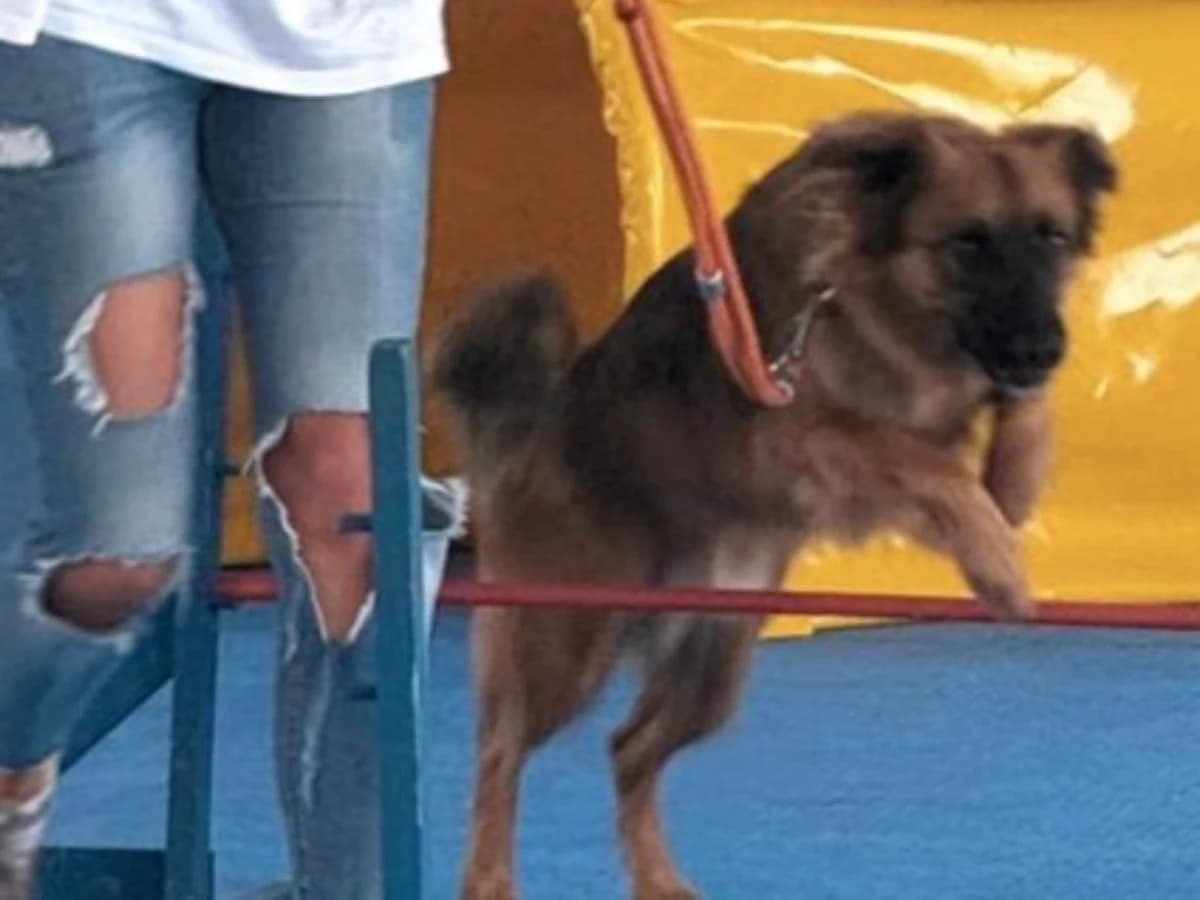 Agility