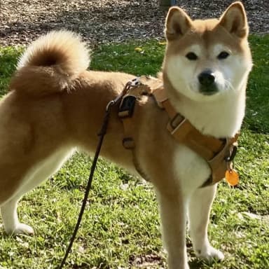 Kami