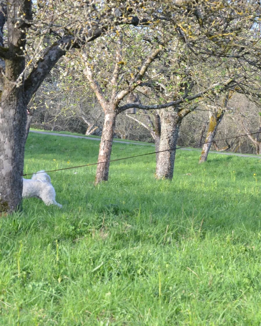 Neue Gruppe Mantrailing für alle Menschen und Hunde im Raum Leutenbach, Freitags 9 Uhr. Titelbild