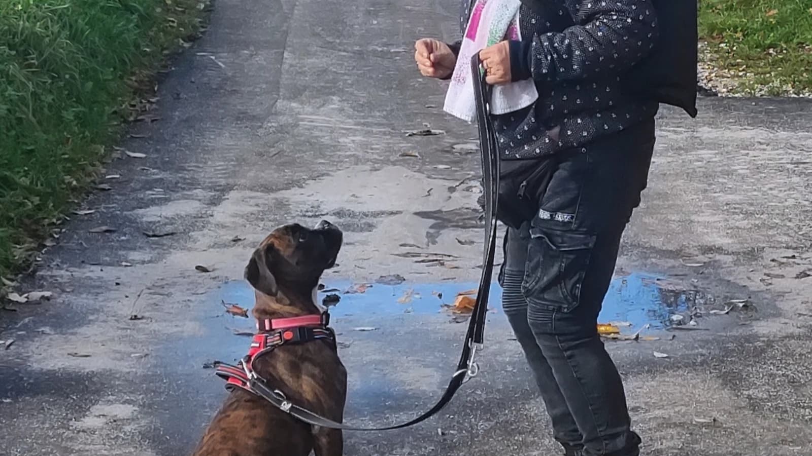Mein Hund - mein Spiegel