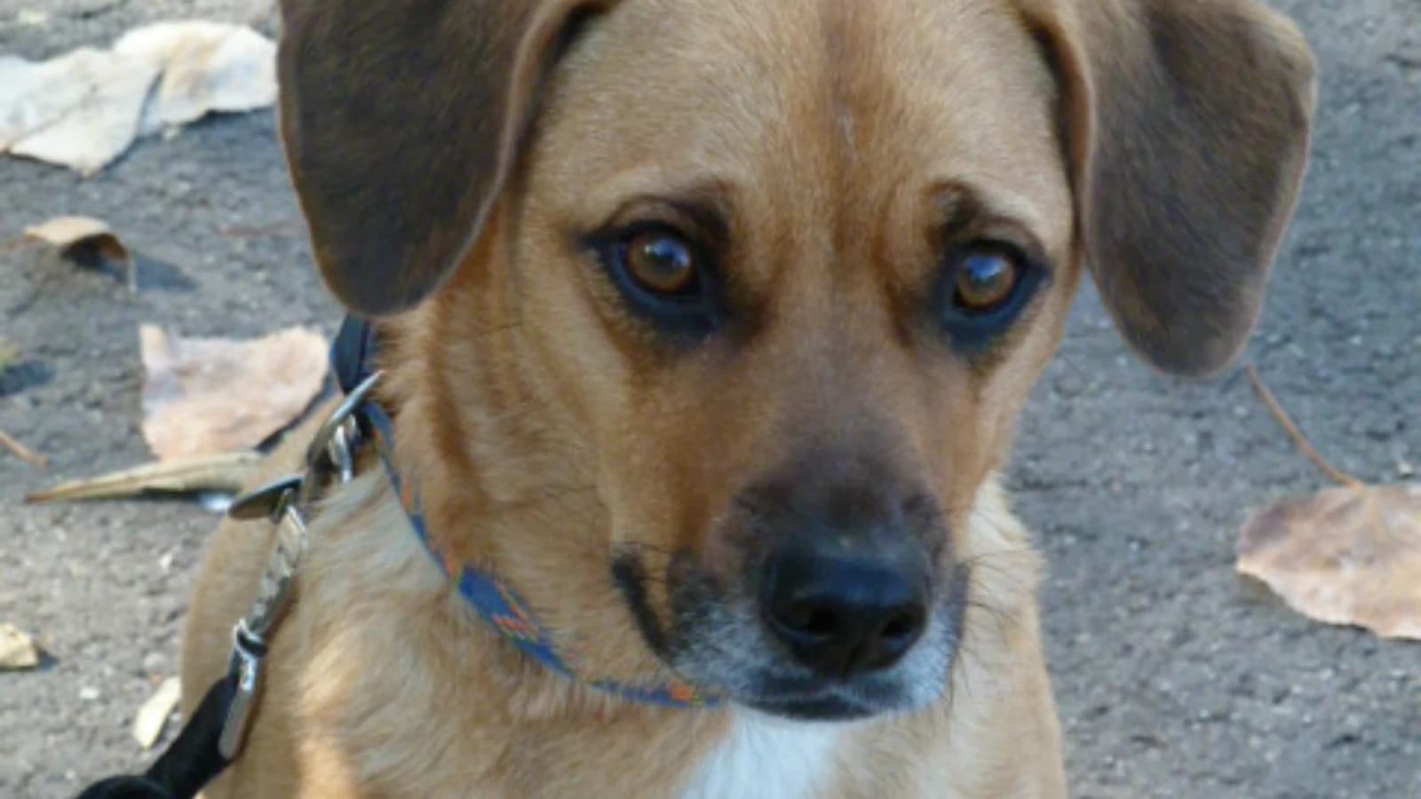 Charaktereinschätzung - Wie tickt mein Hund?