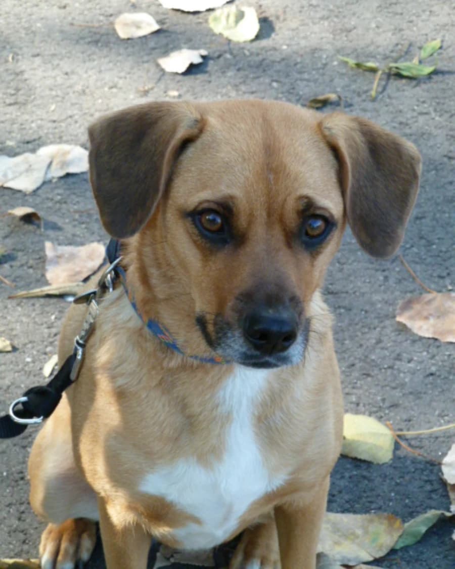 Charaktereinschätzung - Wie tickt mein Hund?