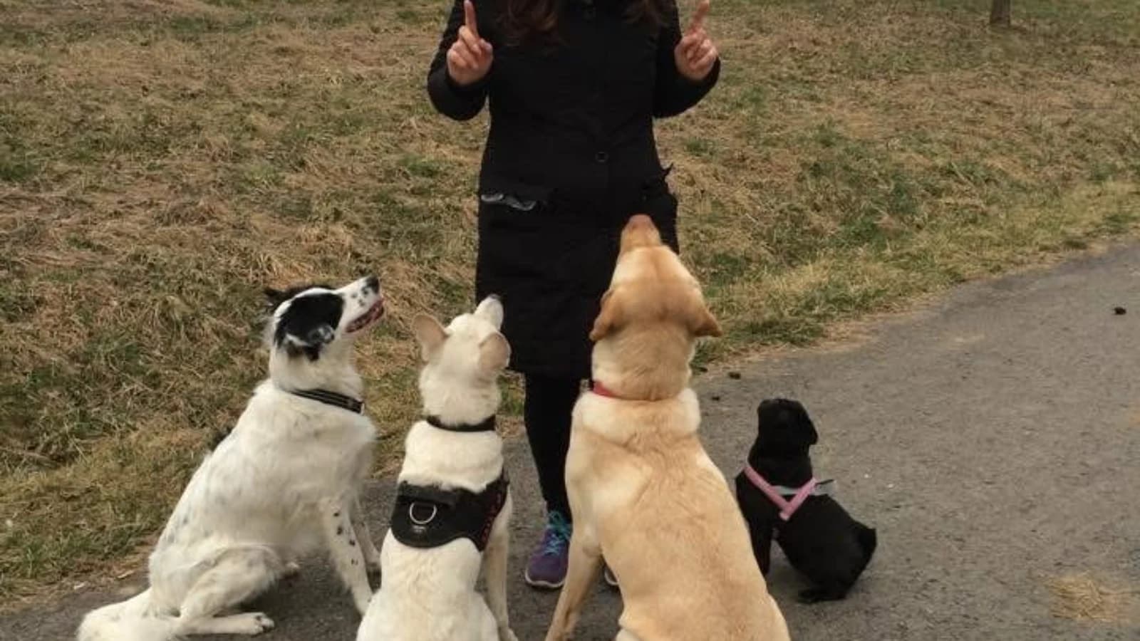 Mehrhundehalter: Mehrere Hunde unter einem Dach