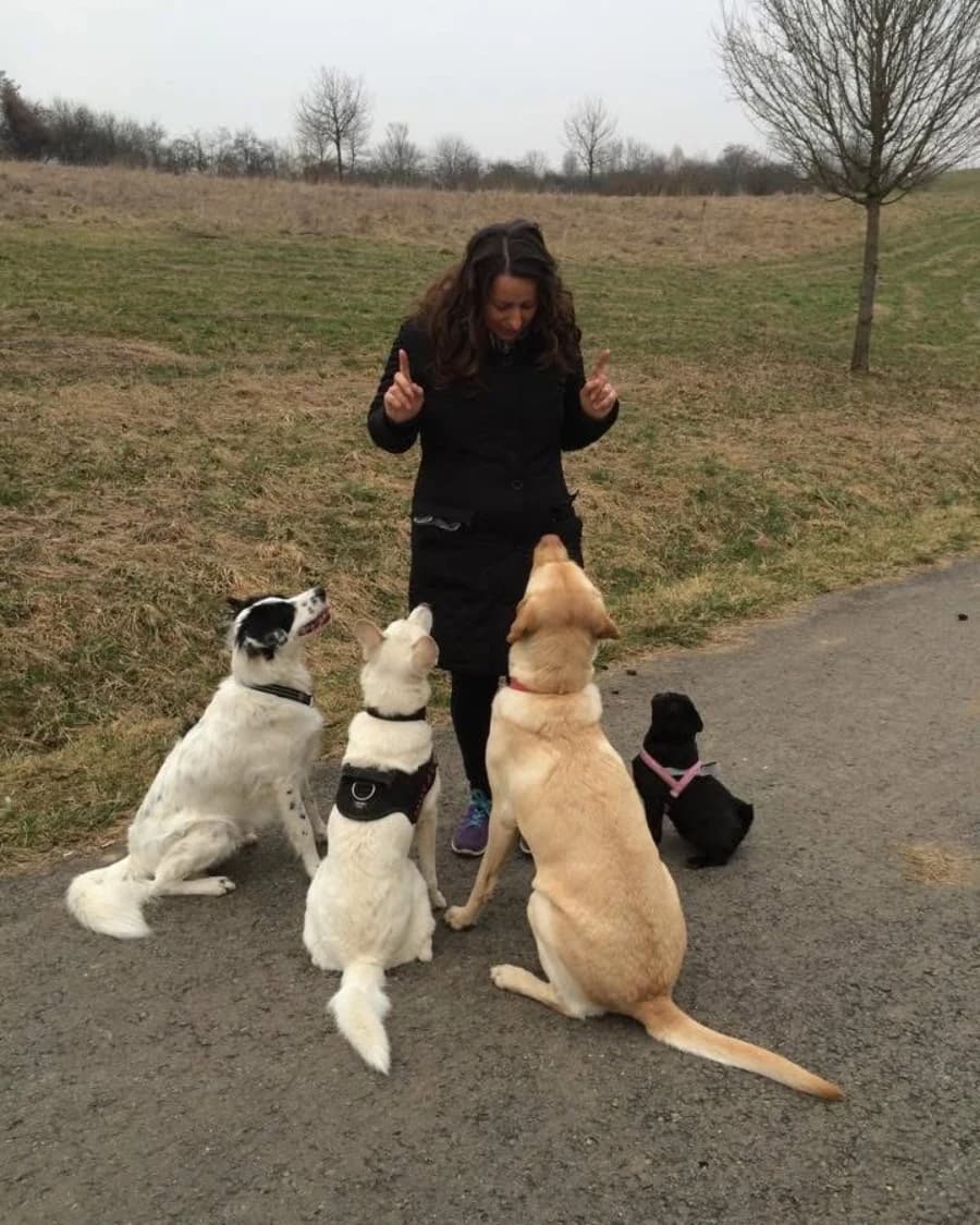 Mehrhundehalter: Mehrere Hunde unter einem Dach