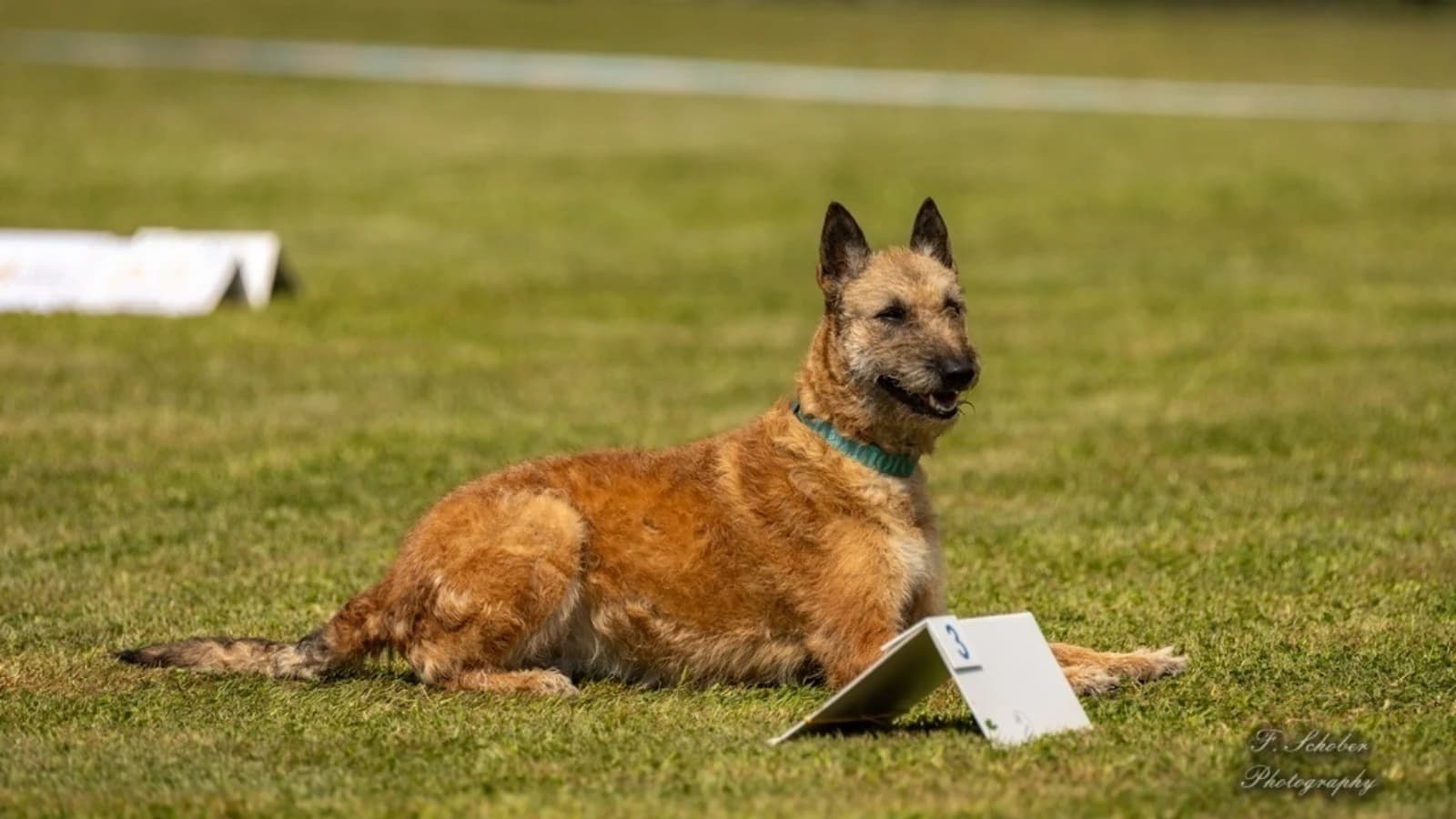 Rally Obedience (Beginner)