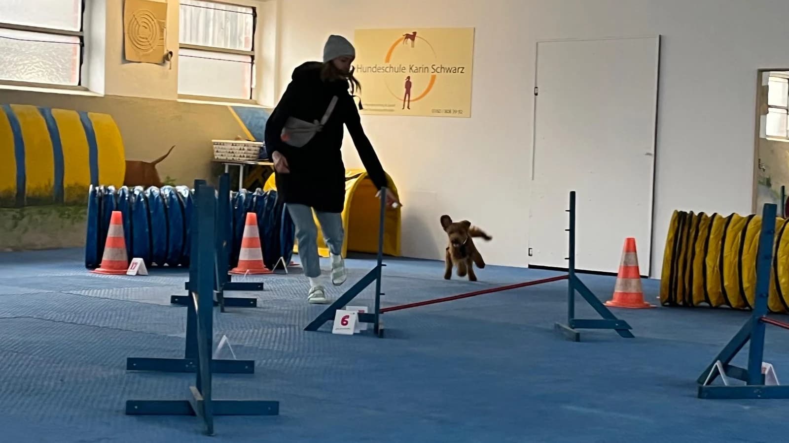 Agility (Beginner)