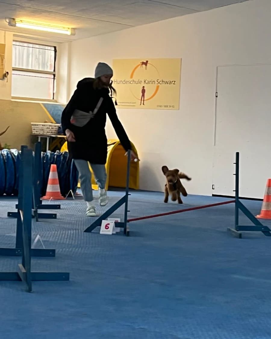 Agility (Beginner)