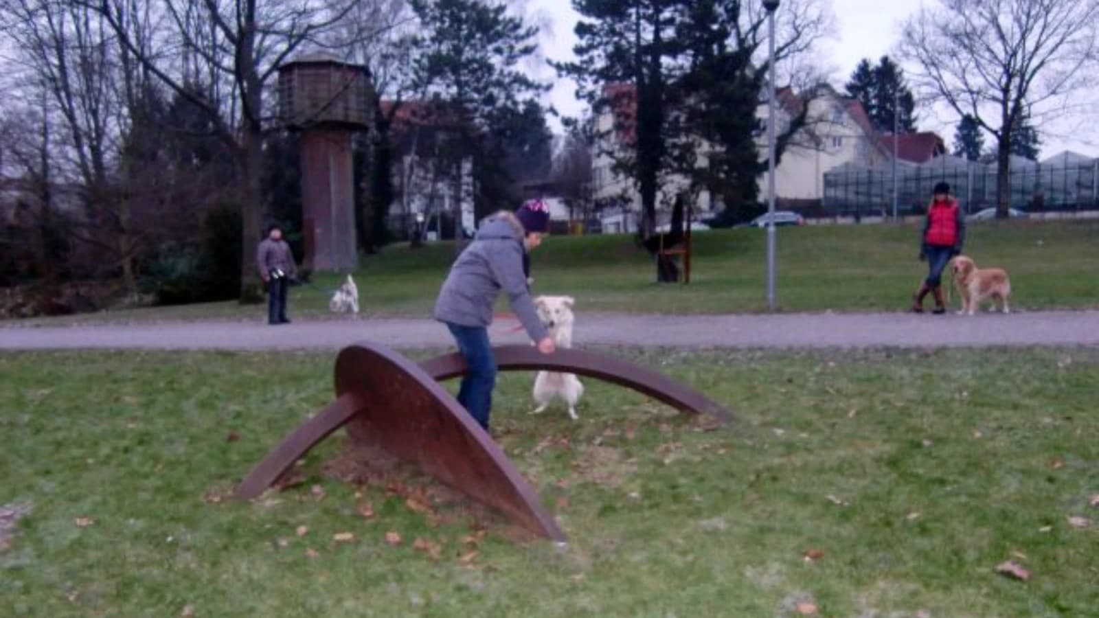 Rock with your dog