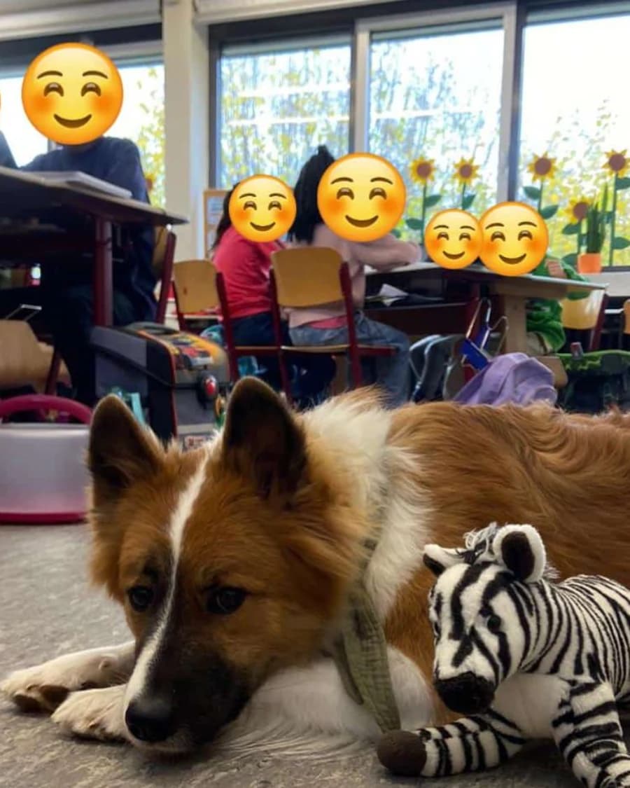 Neuer Lehrgang im Frühjahr 2025 zur Besuchs- Schulhundeausbildung.