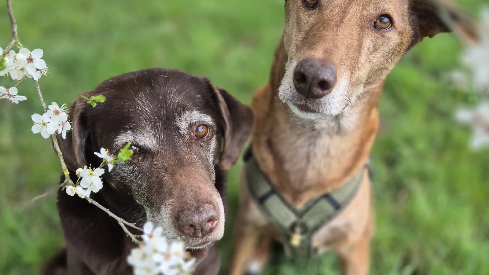 Beschäftigung geistige und körperliche Aufgaben für Hundesenioren, hibbelige Hunde und Angsthasen (offene Gruppe)