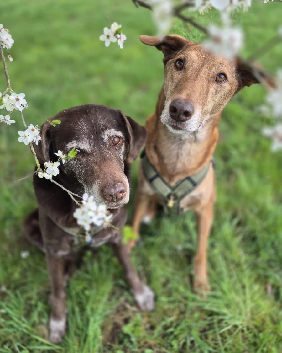 Beschäftigung geistige und körperliche Aufgaben für Hundesenioren, hibbelige Hunde und Angsthasen (offene Gruppe)