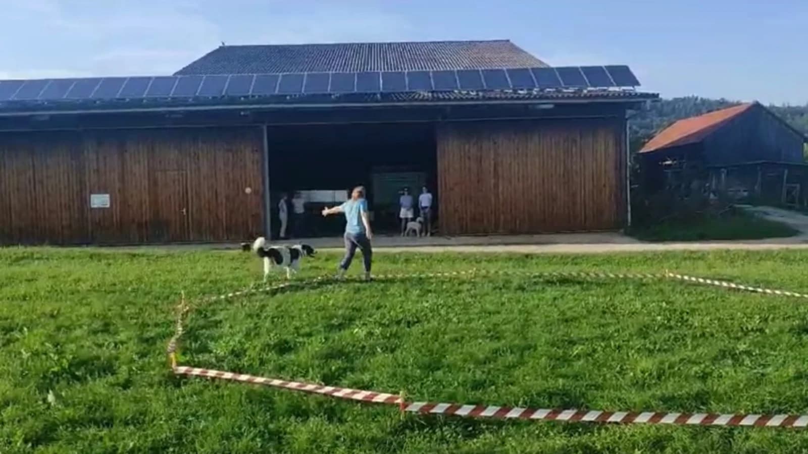 Longieren für Anfänger – immer im Kreis herum