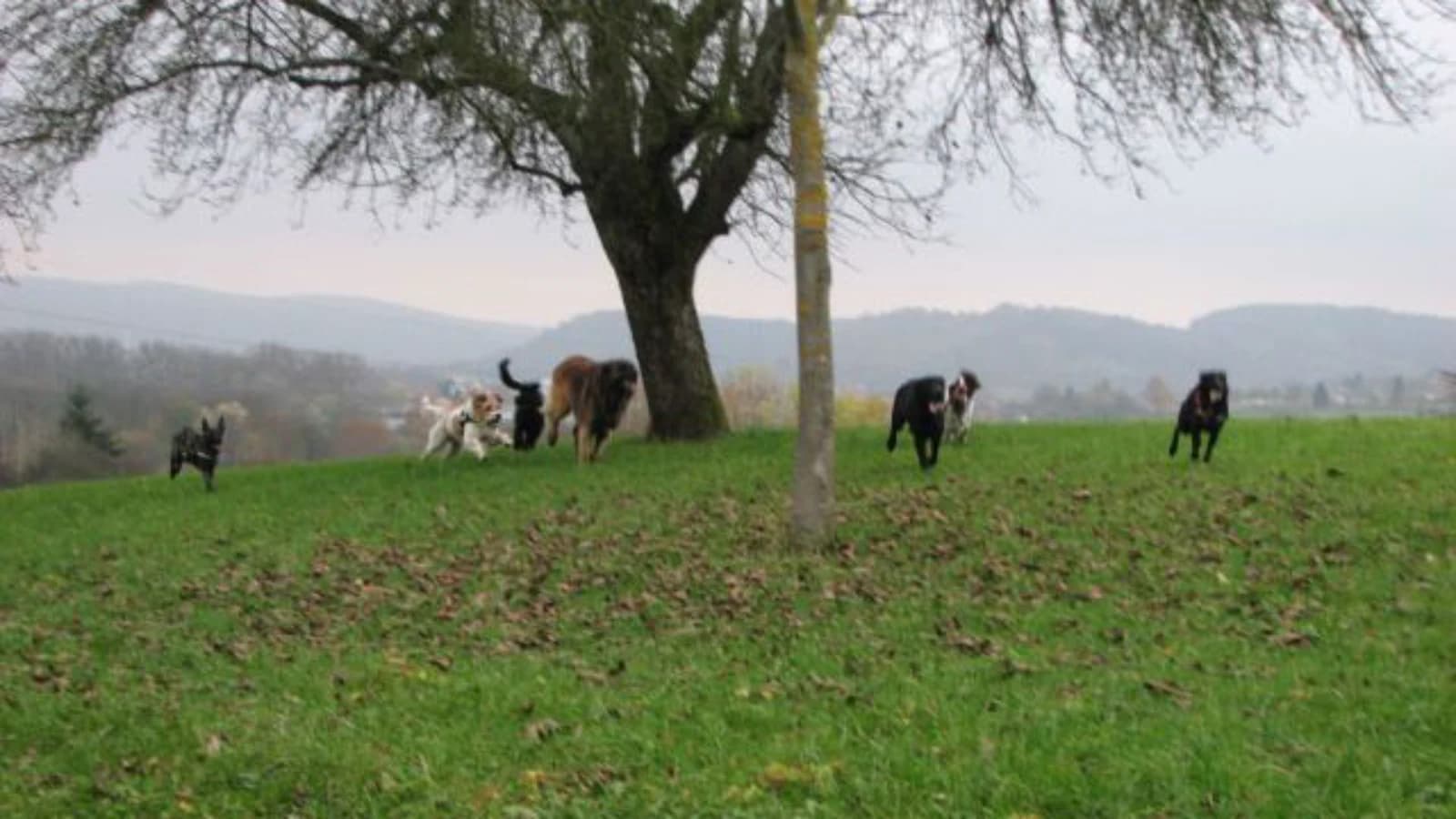 Themenabend „Körpersprache und Ausdrucksverhalten unserer Vierbeiner“