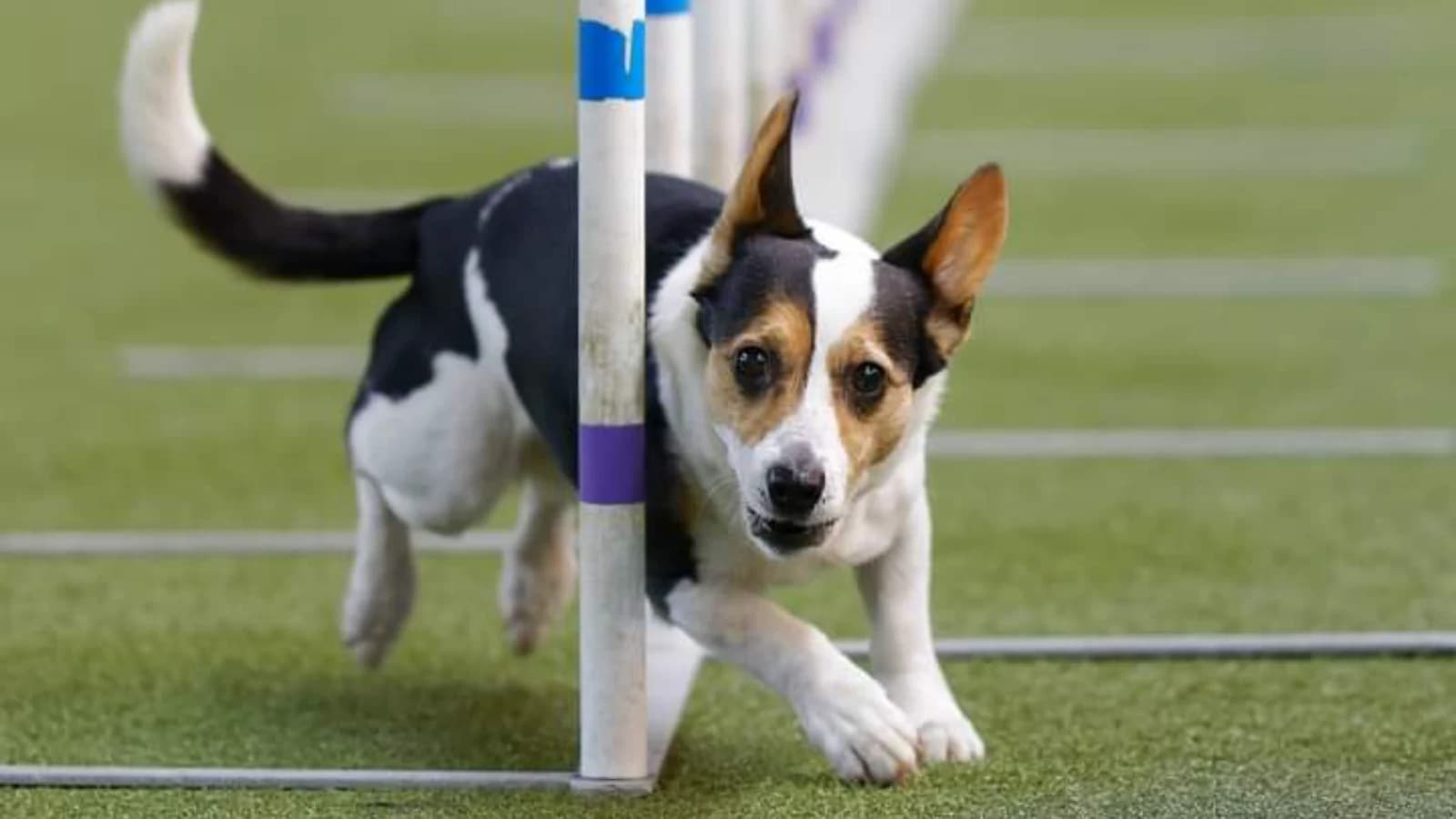 Agility Jumping