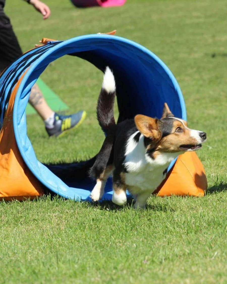 Agility Jumping