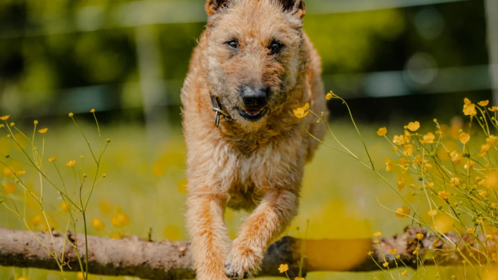 Sportstunde für alle Hunde, die neben anderen Hunden arbeiten können.