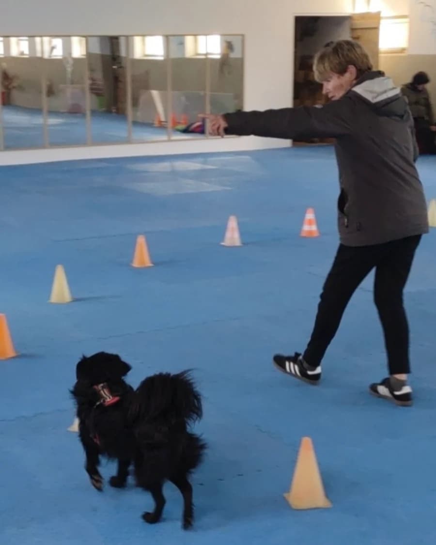 Sportstunde für alle Hunde, die neben anderen Hunden arbeiten können.