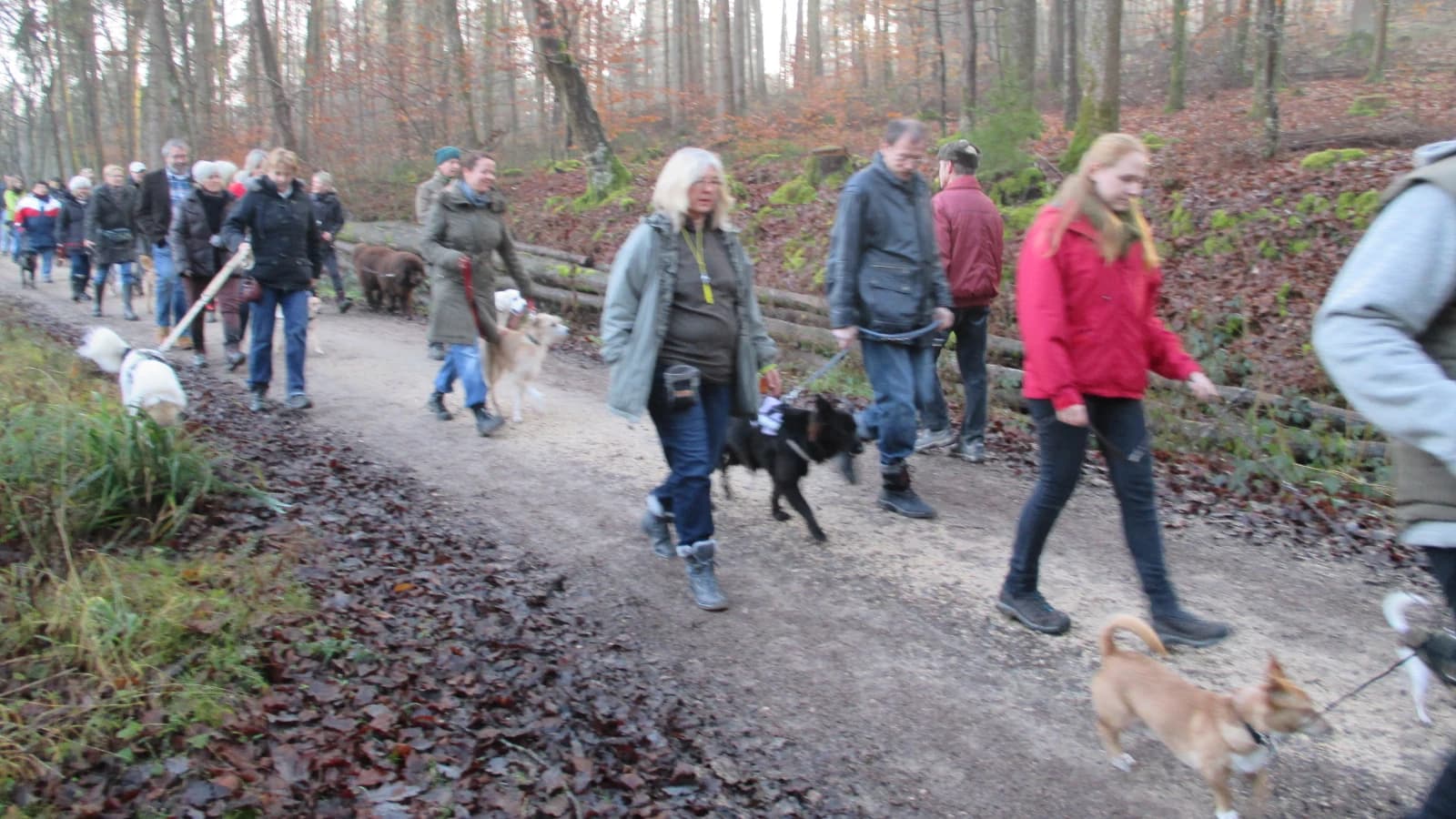 Gemeinsamer geselliger Spaziergang (Beschäftigung & Wissenswertes)