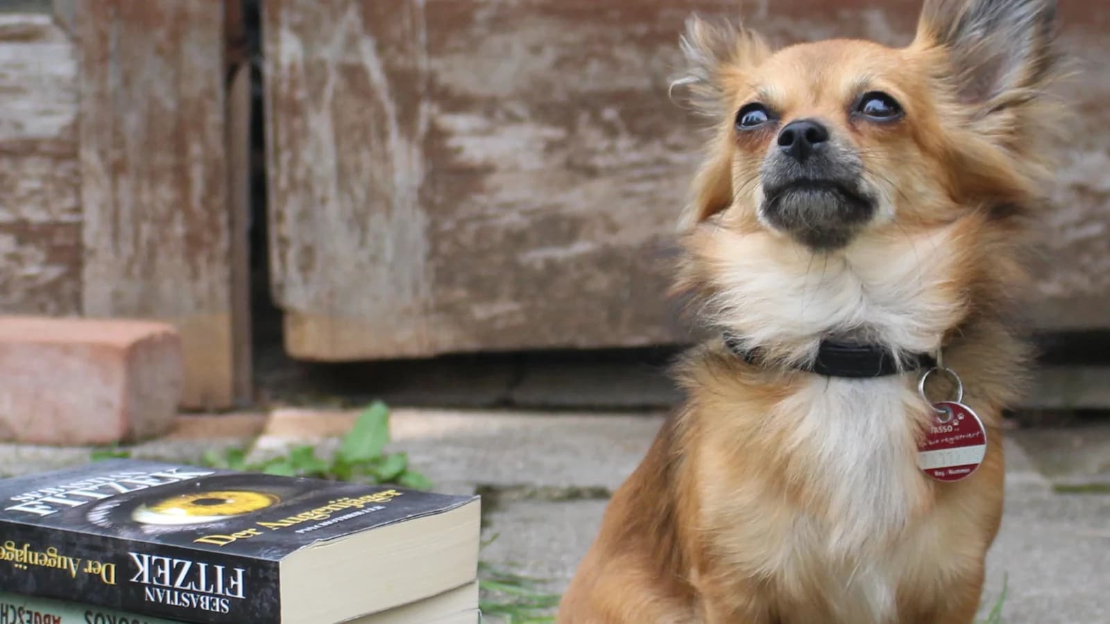 Vortrag: „Wie lernt mein Hund?“