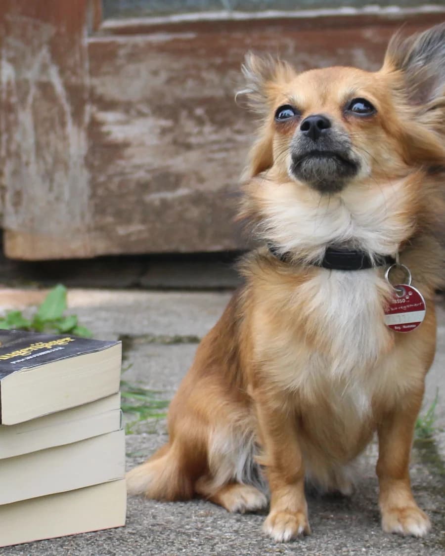 Vortrag: „Wie lernt mein Hund?“