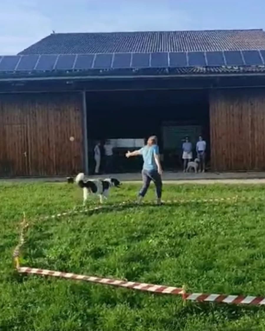 Longieren für Fortgeschrittene