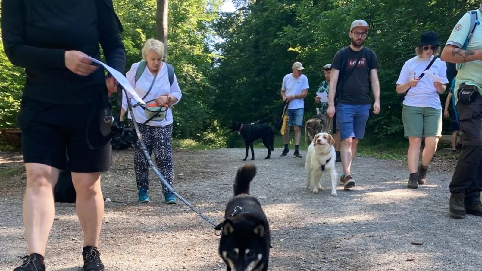 Begegnungstraining für alle Mensch-Hunde-Teams – entspannt mit anderen Hunden spazieren gehen (Leinenspaziergang)