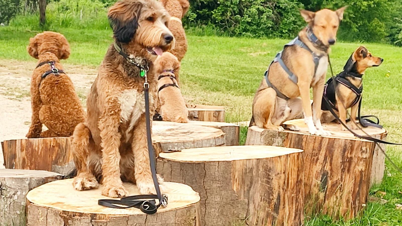Minddog - erlebe, wie dein Hund und du ein Team werdet!