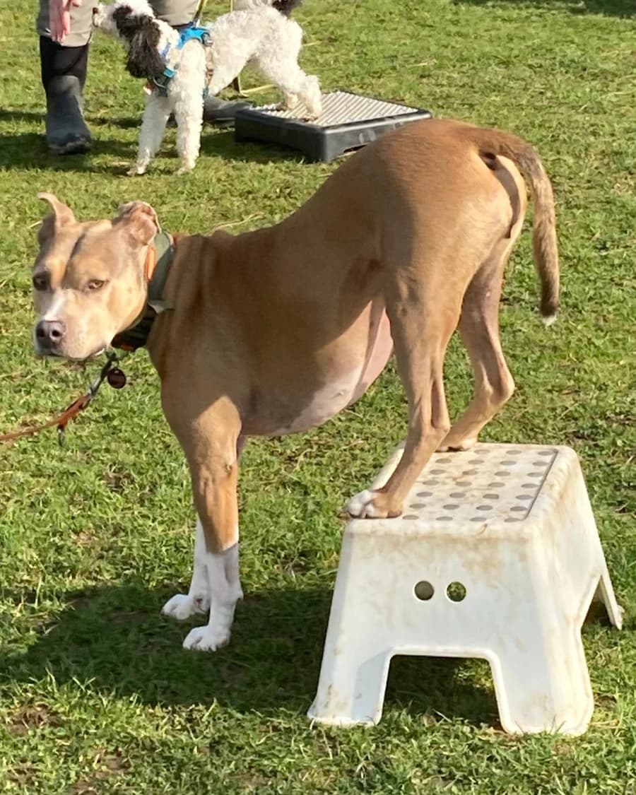 Minddog - erlebe, wie dein Hund und du ein Team werdet!