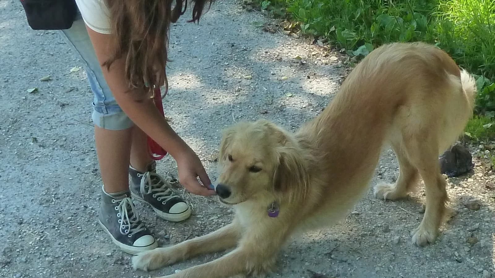 Besuchs-Schulhundeausbildung