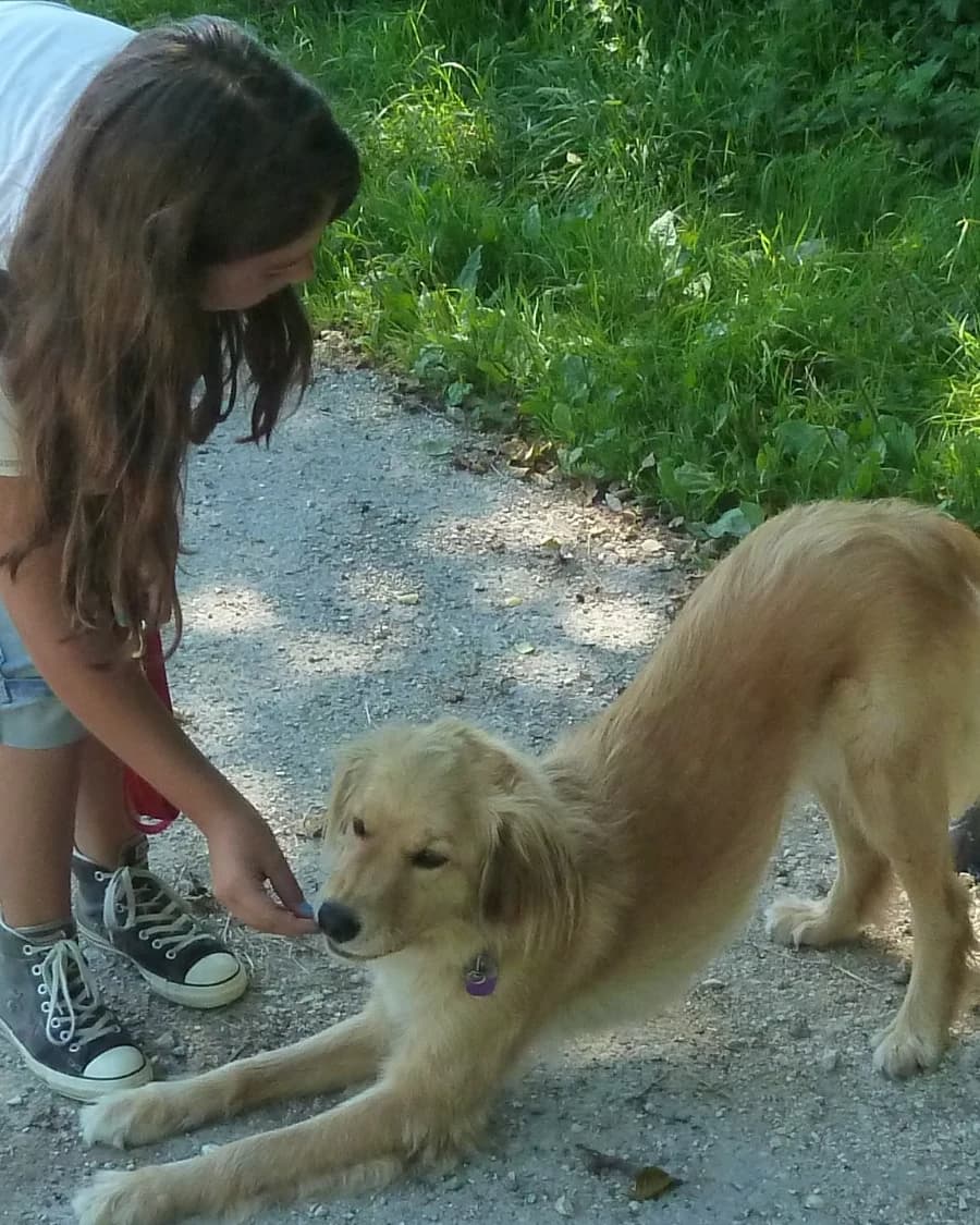 Besuchs-Schulhundeausbildung