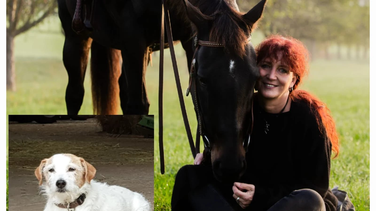 Gewöhnung Hund und Pferd