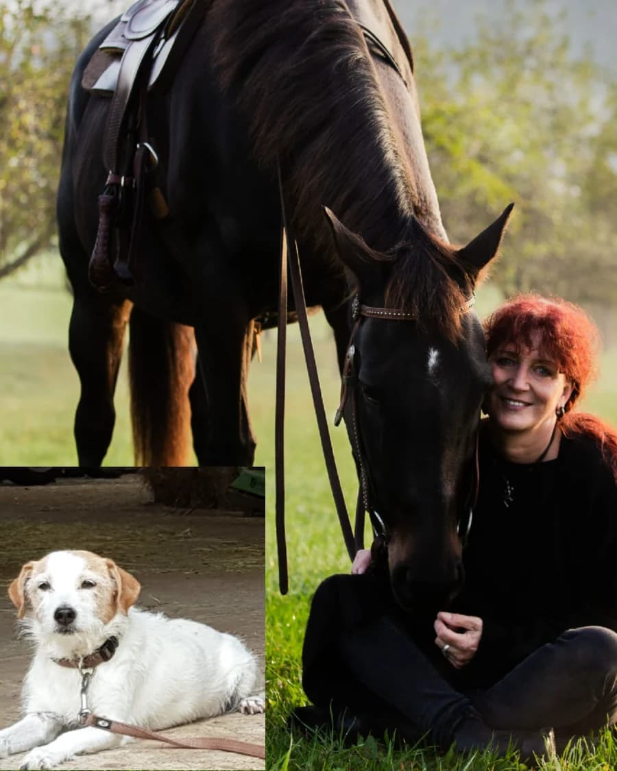 Gewöhnung Hund und Pferd