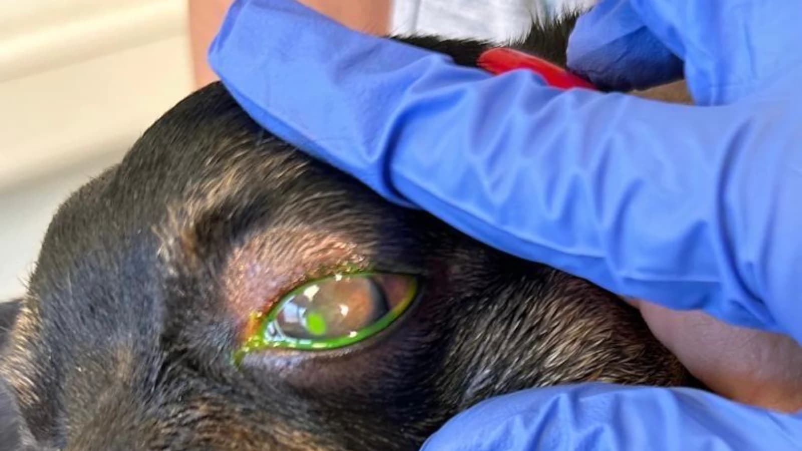 Gesundheitskurs - Hundegesundheit von A wie Allergie bis Z wie Zecken