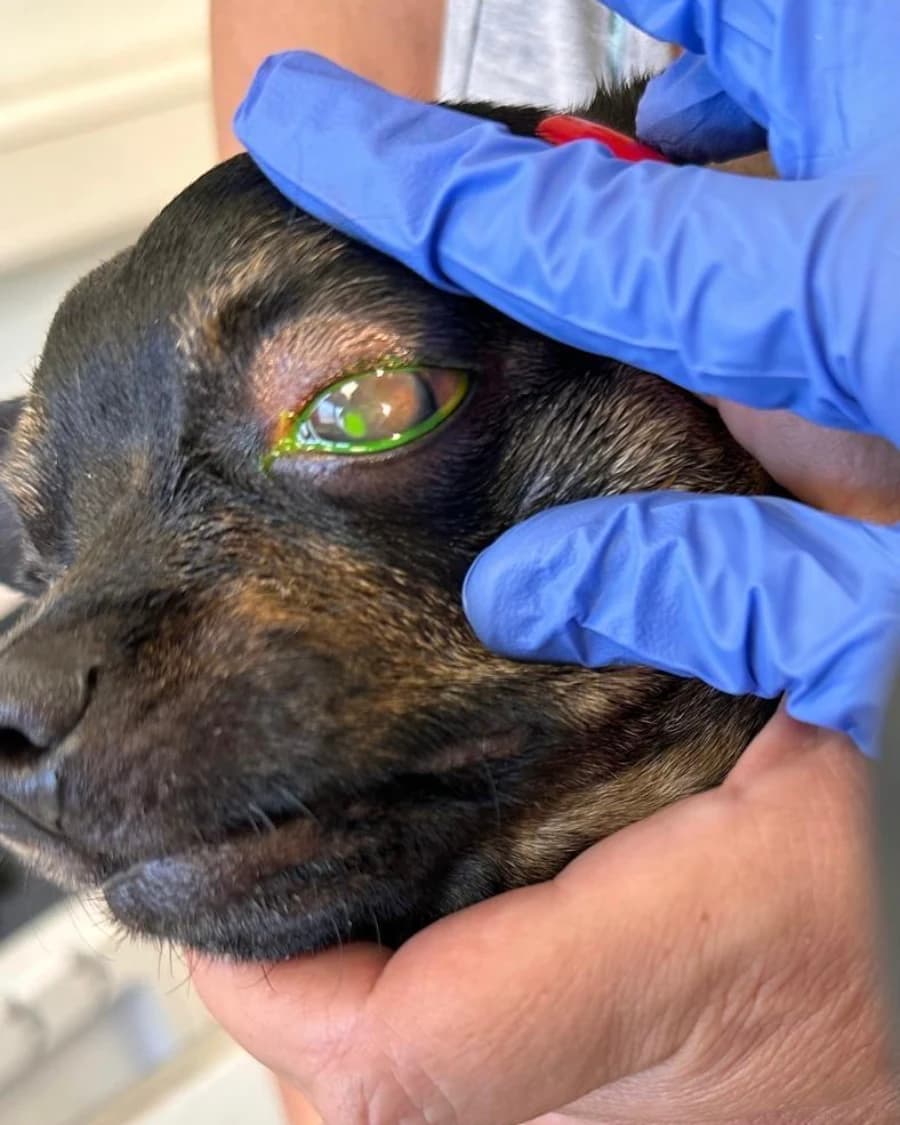 Gesundheitskurs - Hundegesundheit von A wie Allergie bis Z wie Zecken