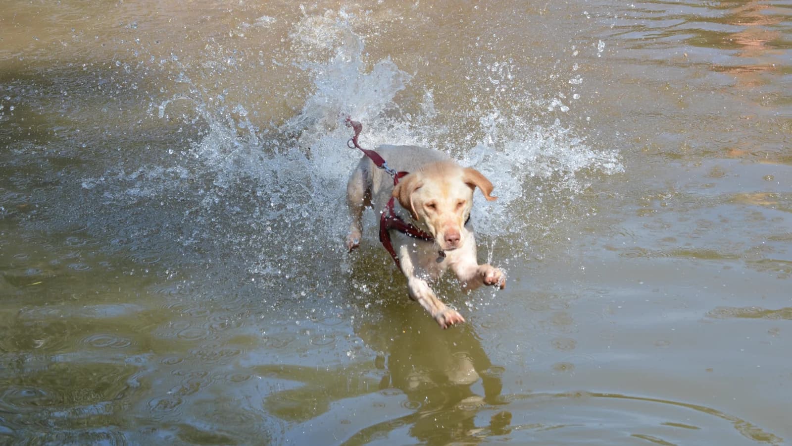 Mantrailing im Wasser