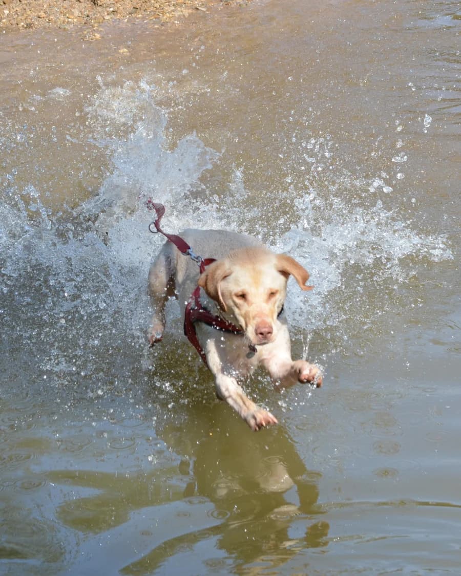 Mantrailing im Wasser